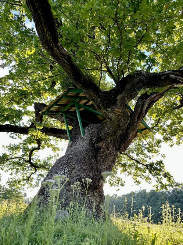 Blomes-pasaku-ozols-4-768x1024-1-1